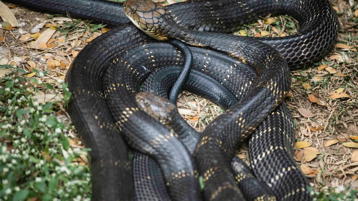 ನಿಜ ನಾಗರಗಳು ಬಡವರನ್ನೇ ಕಚ್ಚುತ್ತವೆ…….