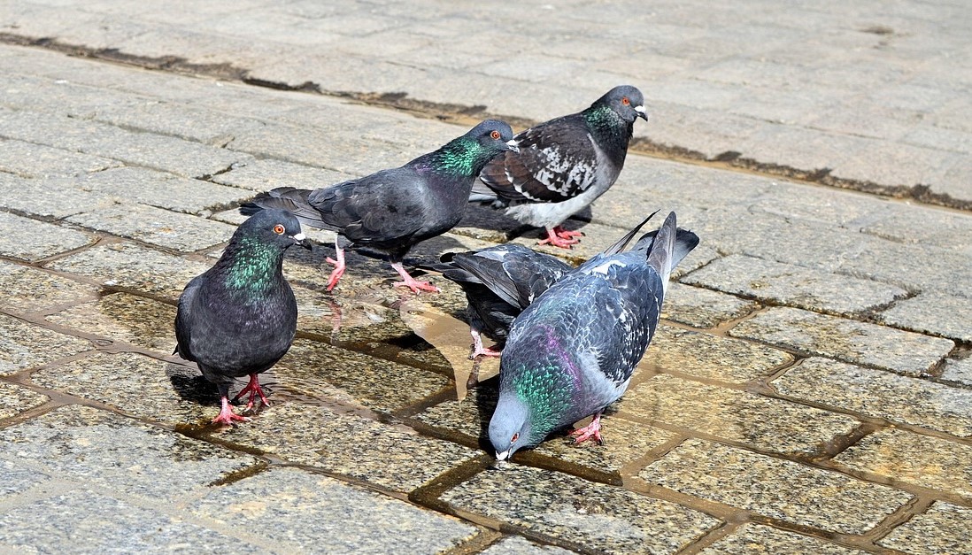 ಪಾರಿವಾಳಗಳ ಪ್ರೀತಿಯಿಂದ ರೋಗಕ್ಕೆ ಆಹ್ವಾನ