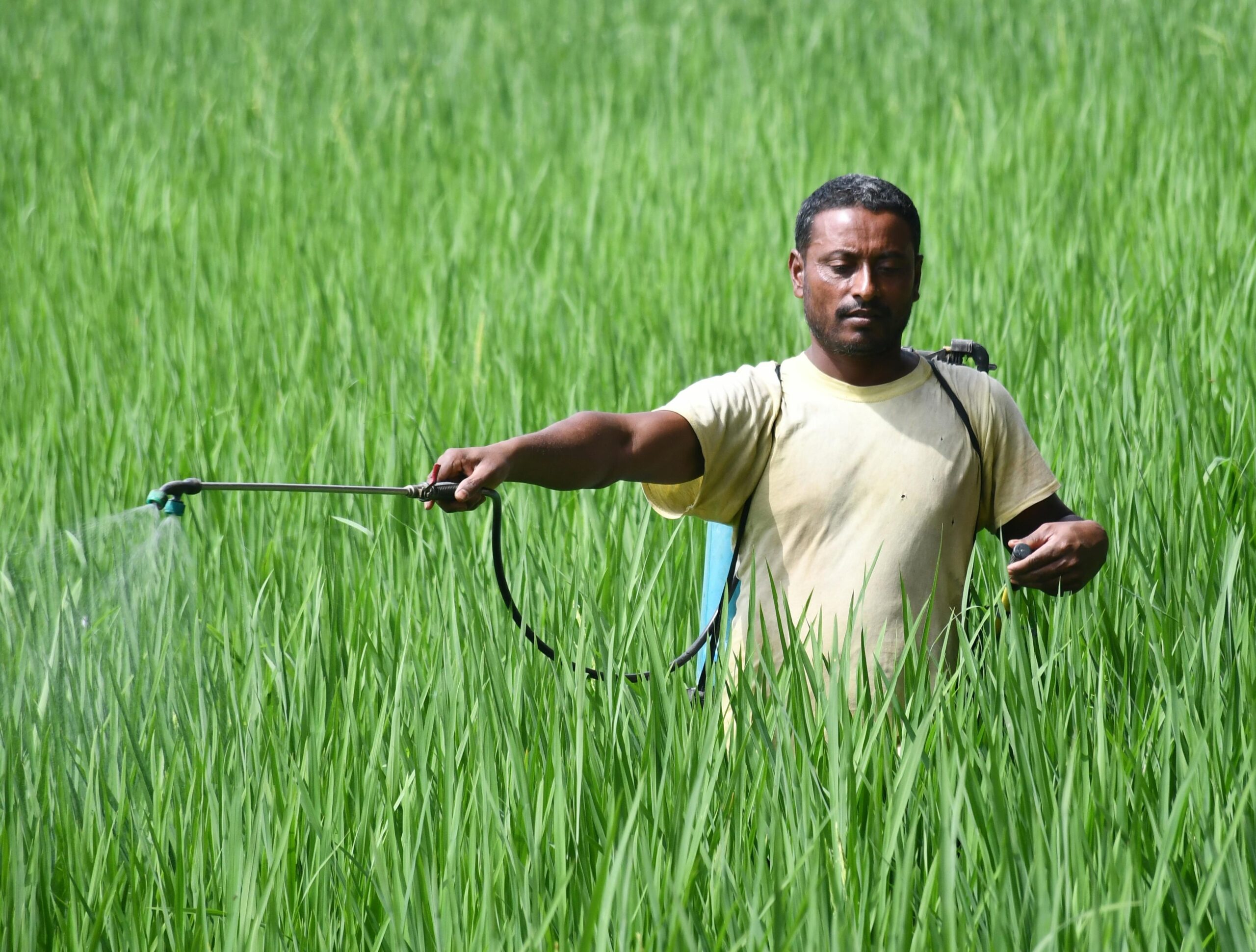ಪೀಡೆನಾಶಕಗಳ ಅತಿಬಳಕೆ: ಆಹಾರ, ನೀರು ವಿಷಮಯ