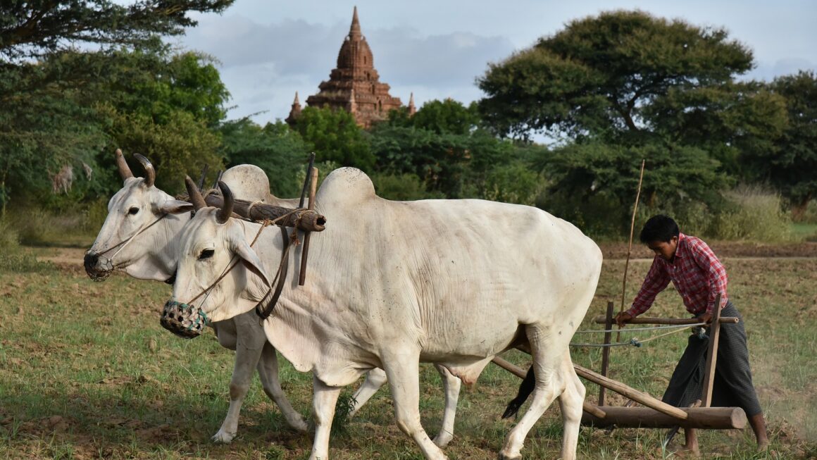 ರಸಗೊಬ್ಬರ, ಬಿತ್ತನೆ ಬೀಜ ಕೊರತೆ : ಕೃಷಿ ಸಂಕಷ್ಟದ ಸಣ್ಣ ತುಣುಕು
